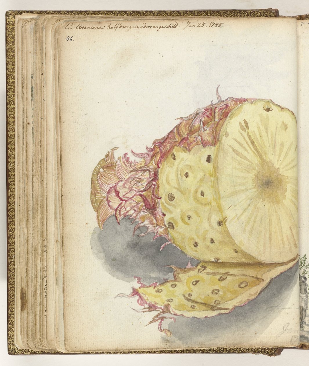 Ananas - Jan Brandes
