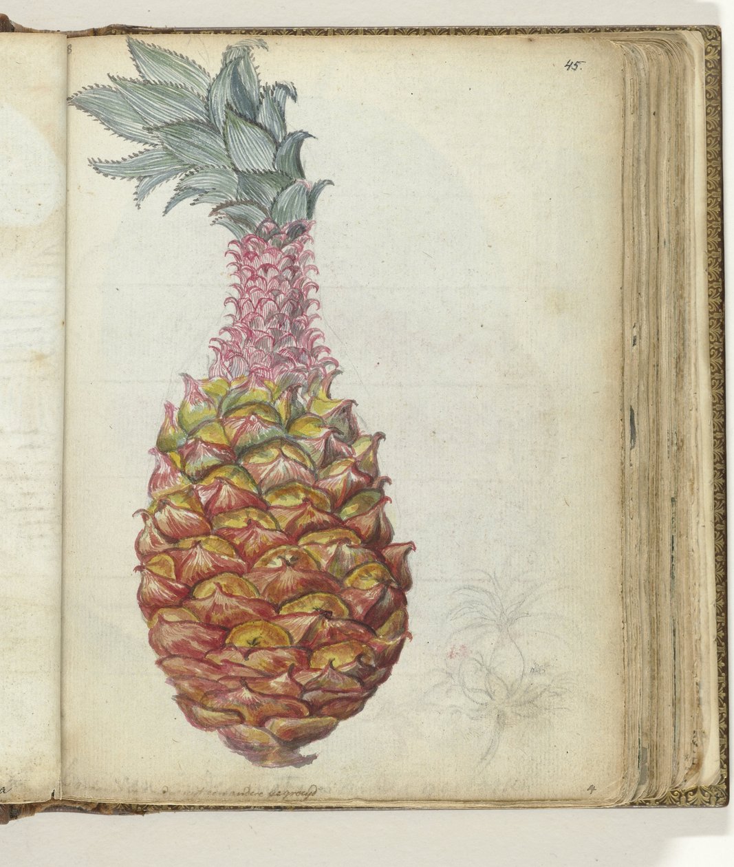 Ananas - Jan Brandes