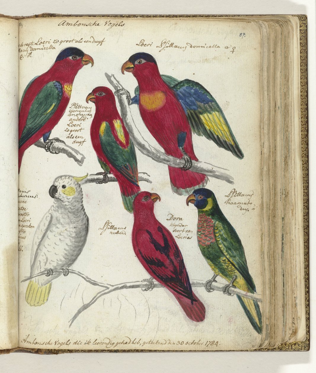 Oiseaux d