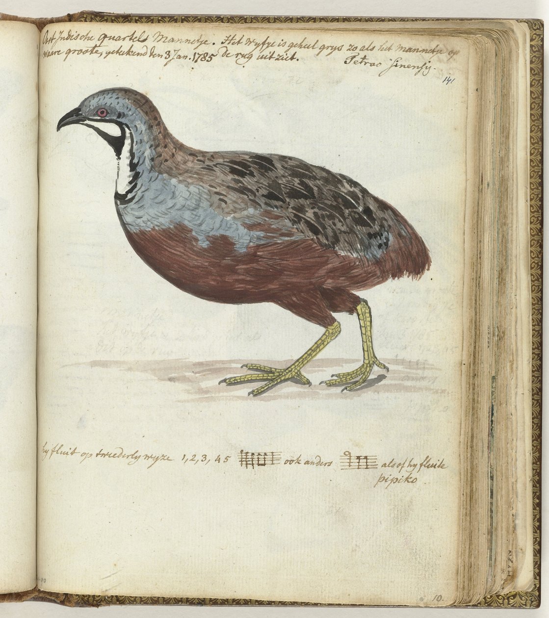 Caille à poitrine bleue - Jan Brandes