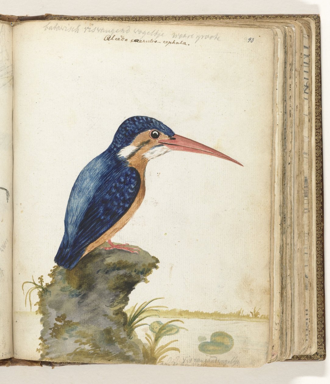 Martin-pêcheur à oreillons bleus - Jan Brandes