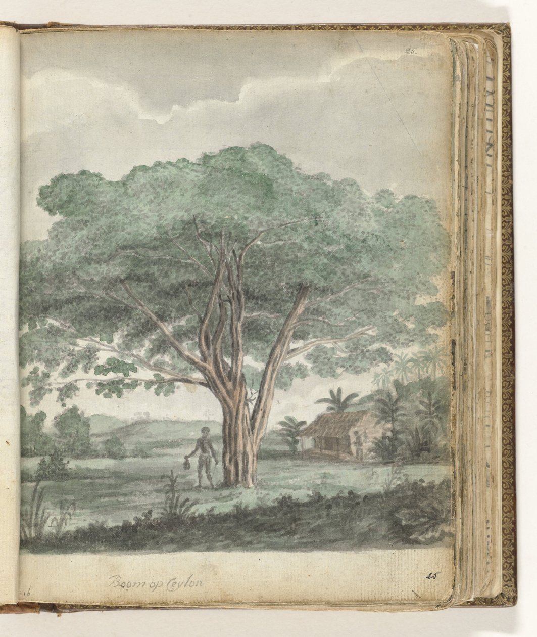 Arbre à Ceylan - Jan Brandes