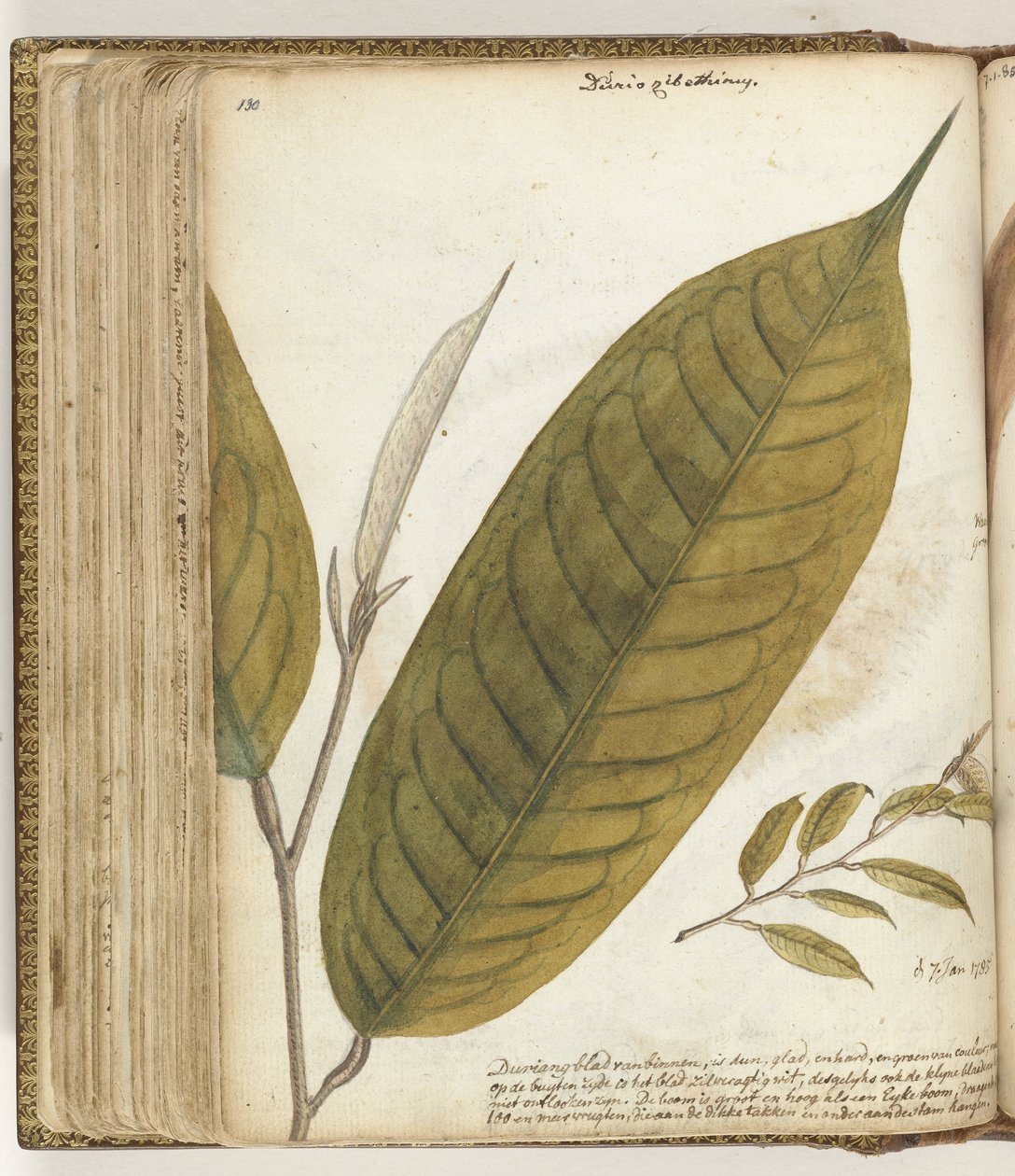 Feuille de durian - Jan Brandes