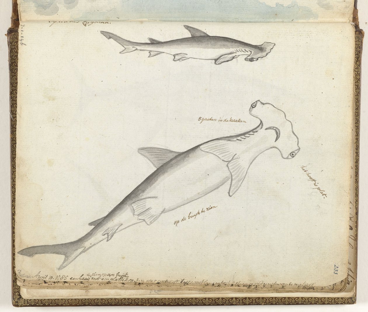 Requin marteau - Jan Brandes