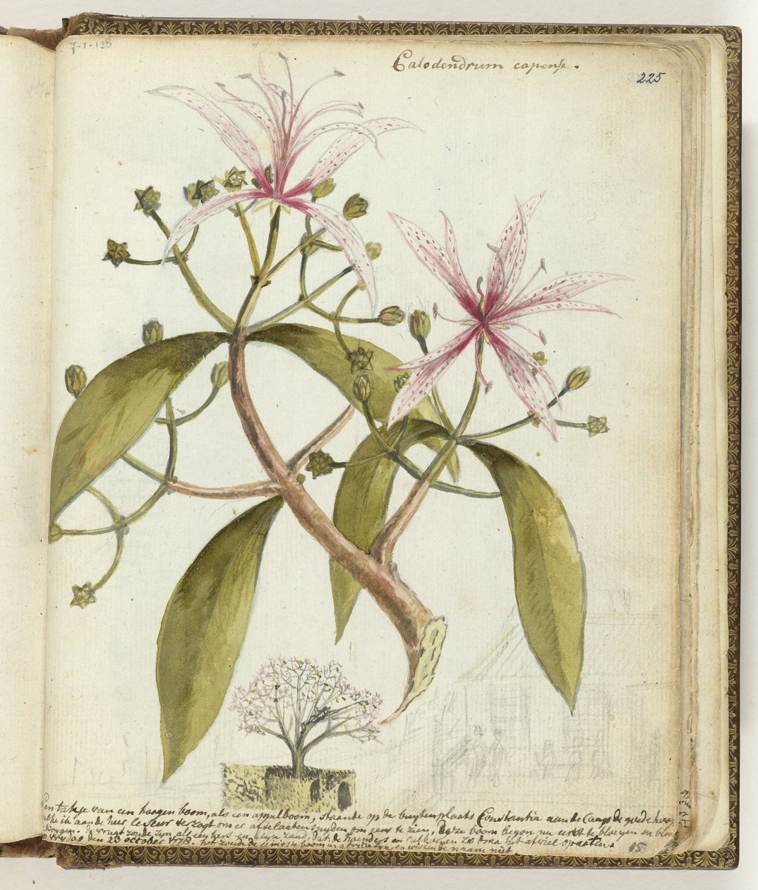 Hageboom du Cap - Jan Brandes