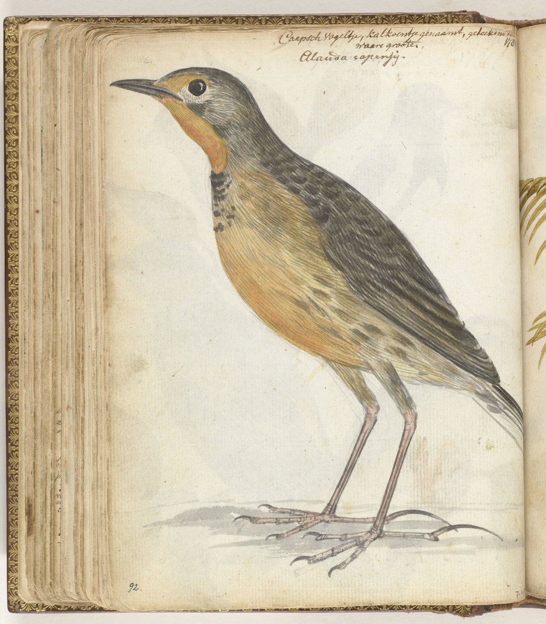 Oiseau du Cap - Jan Brandes