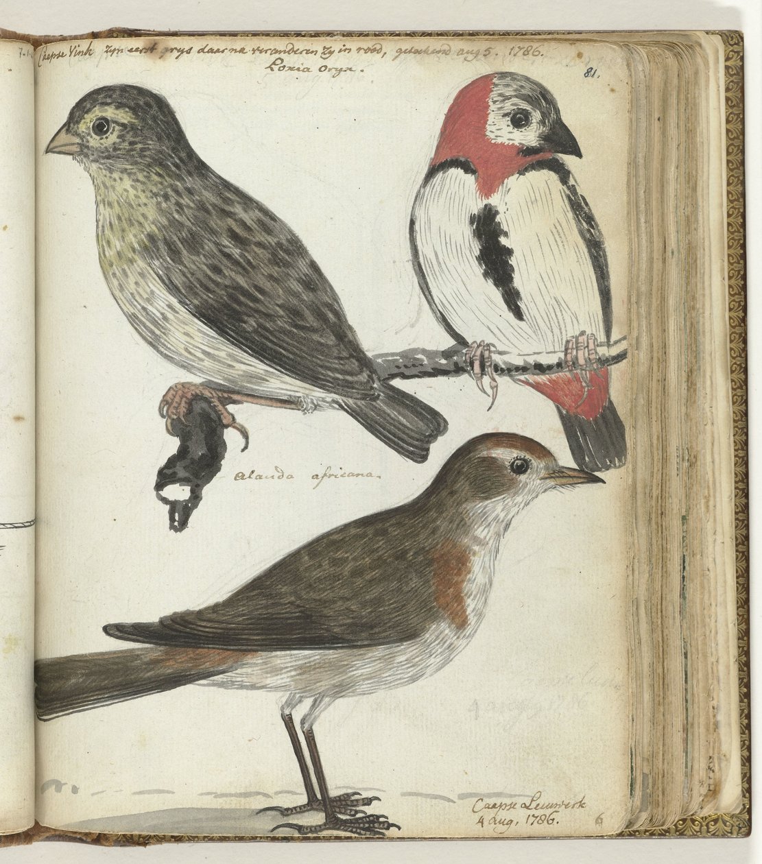 Oiseaux du Cap - Jan Brandes