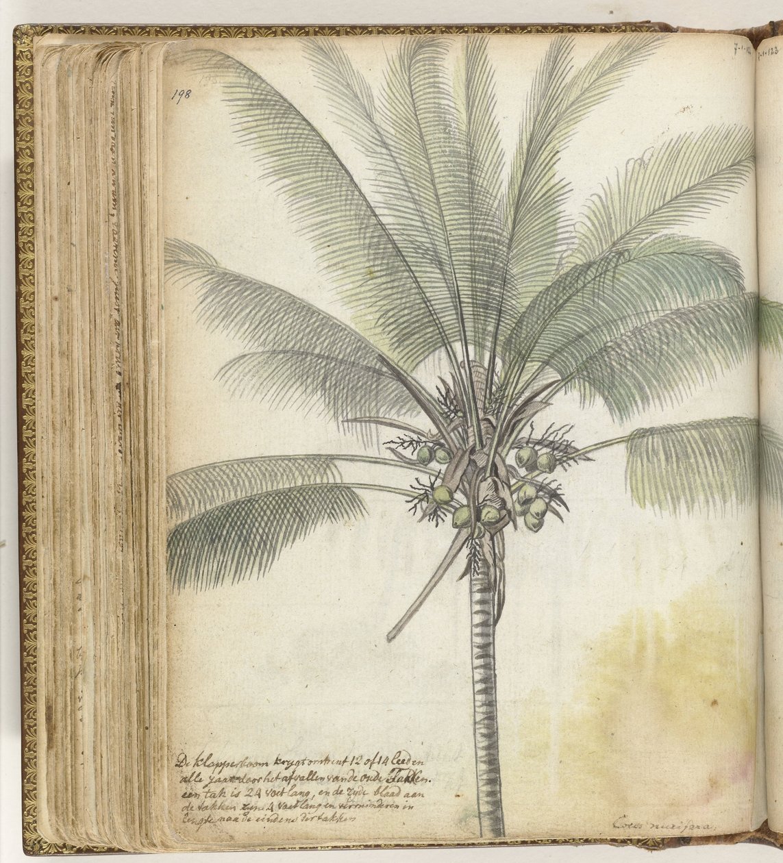 Cocotier - Jan Brandes