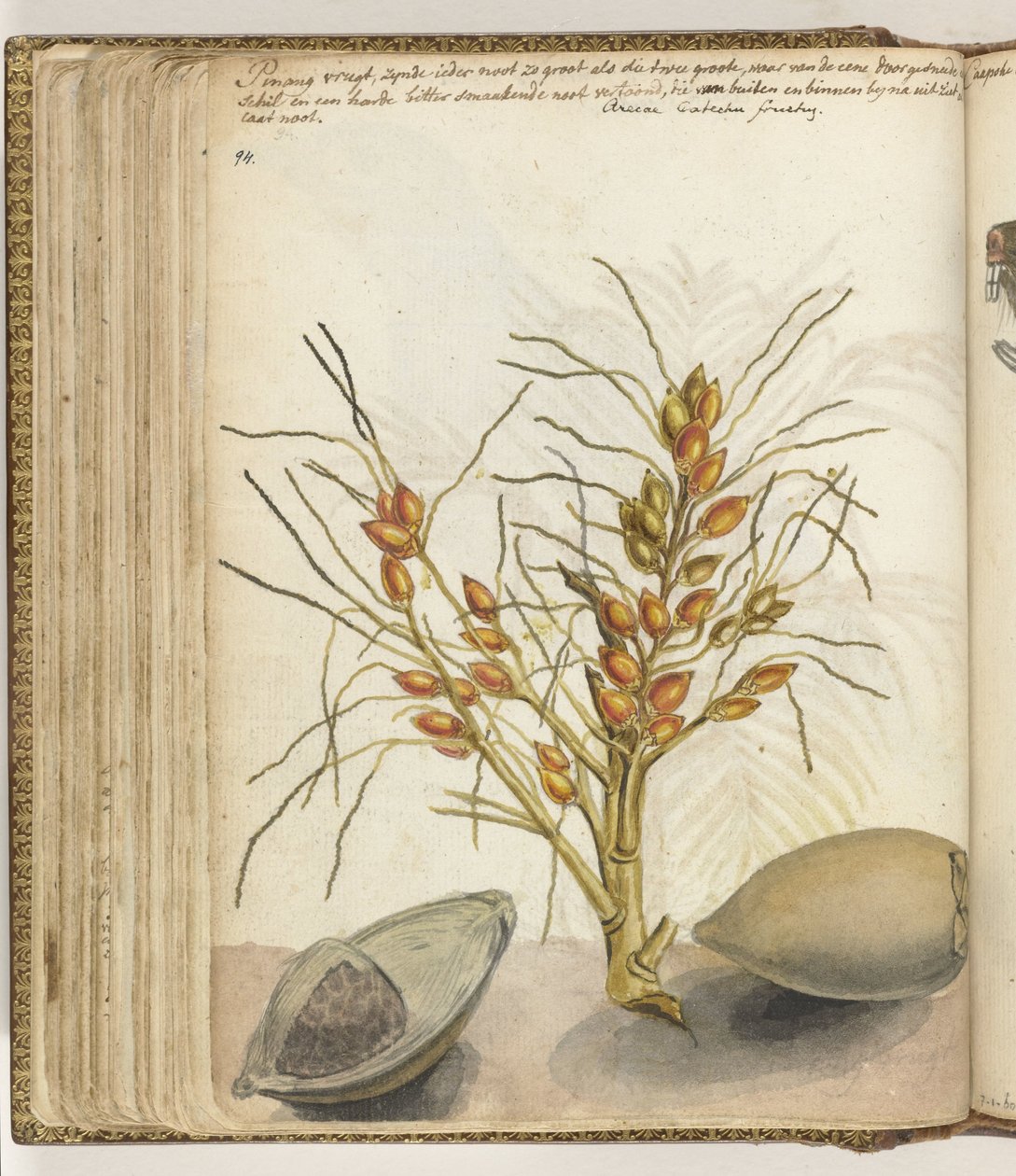Fruits de pinang - Jan Brandes