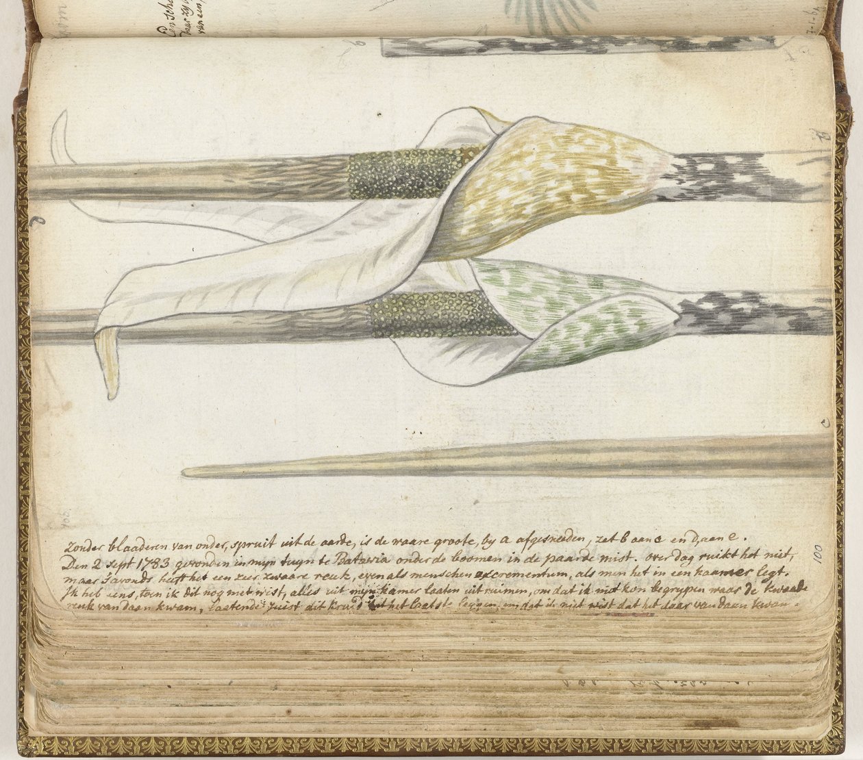 Herbe odorante - Jan Brandes