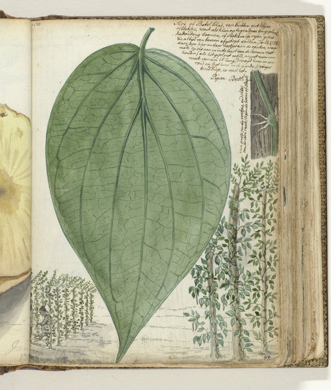 Culture de sirih - Jan Brandes