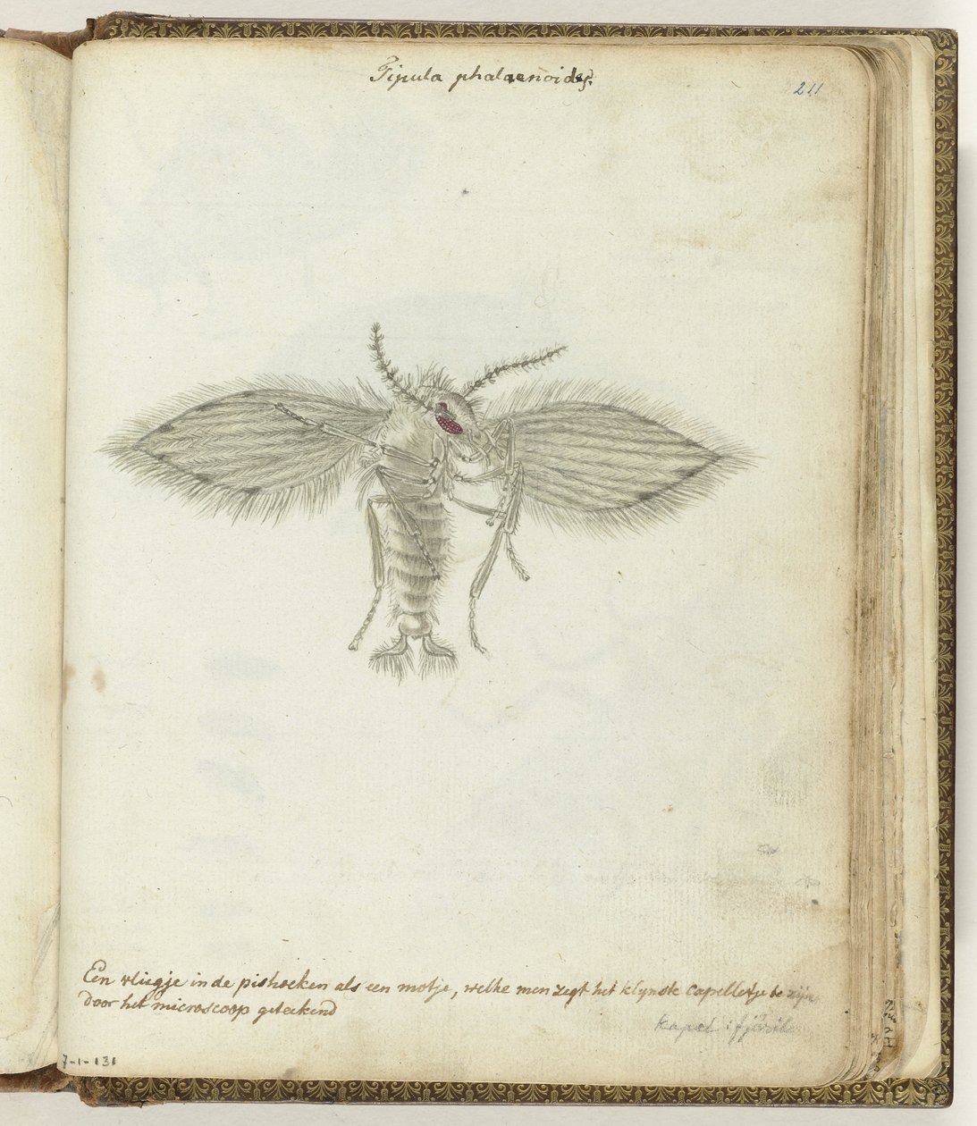Petite mouche - Jan Brandes