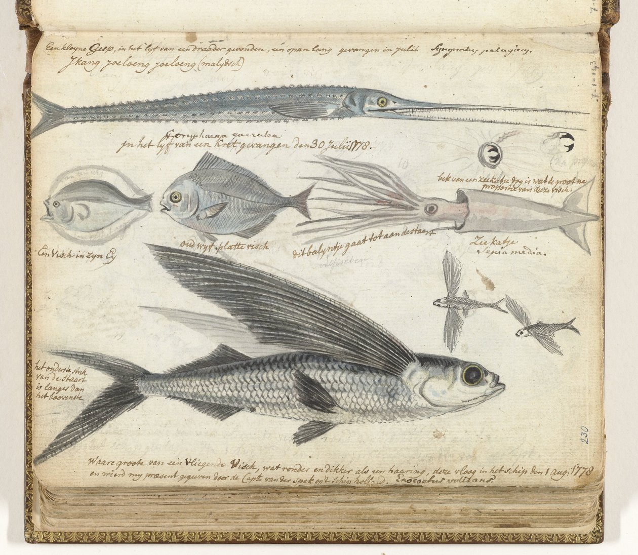 Poissons de mer - Jan Brandes