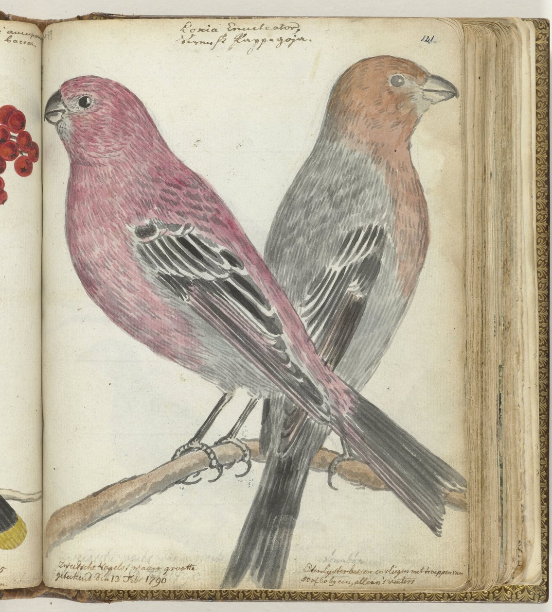 Oiseaux suédois - Jan Brandes