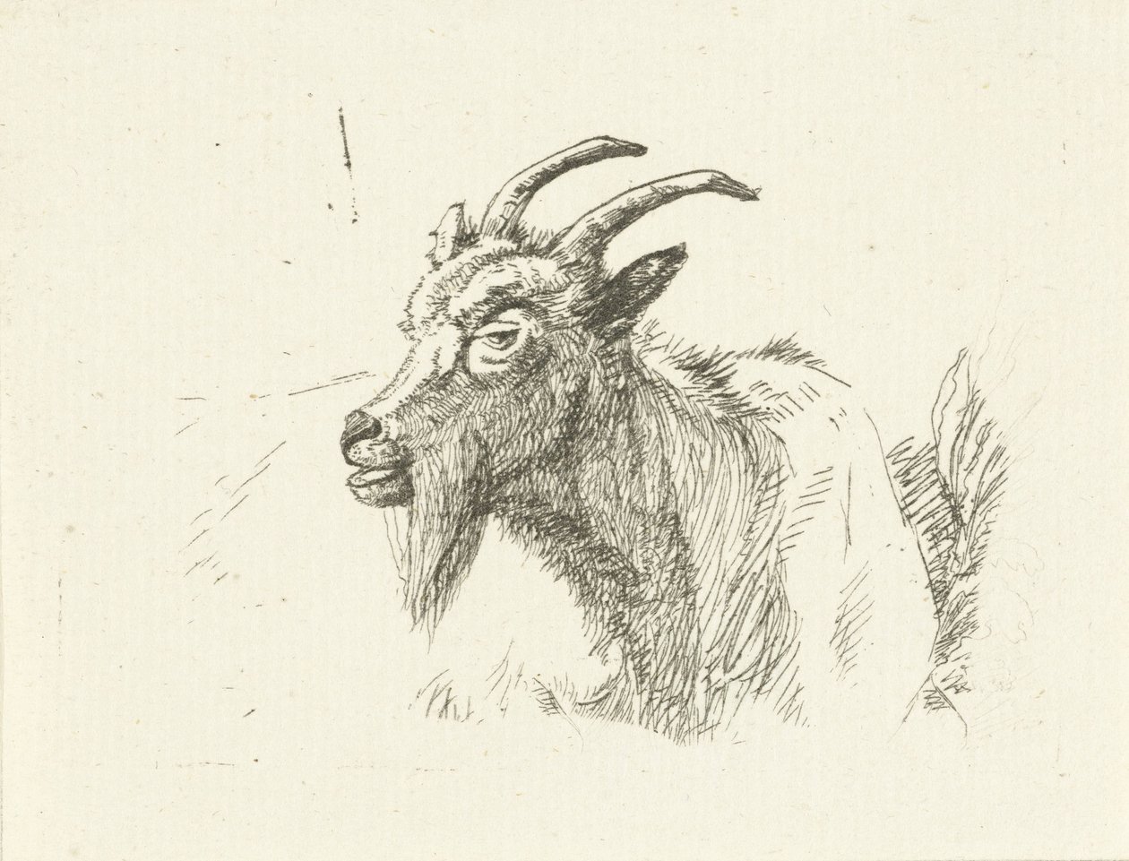 Chèvre couchée - Jan Dasveldt