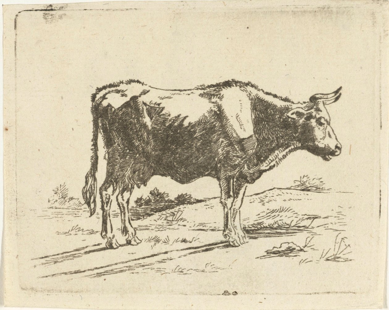 Vache debout - Jan Dasveldt
