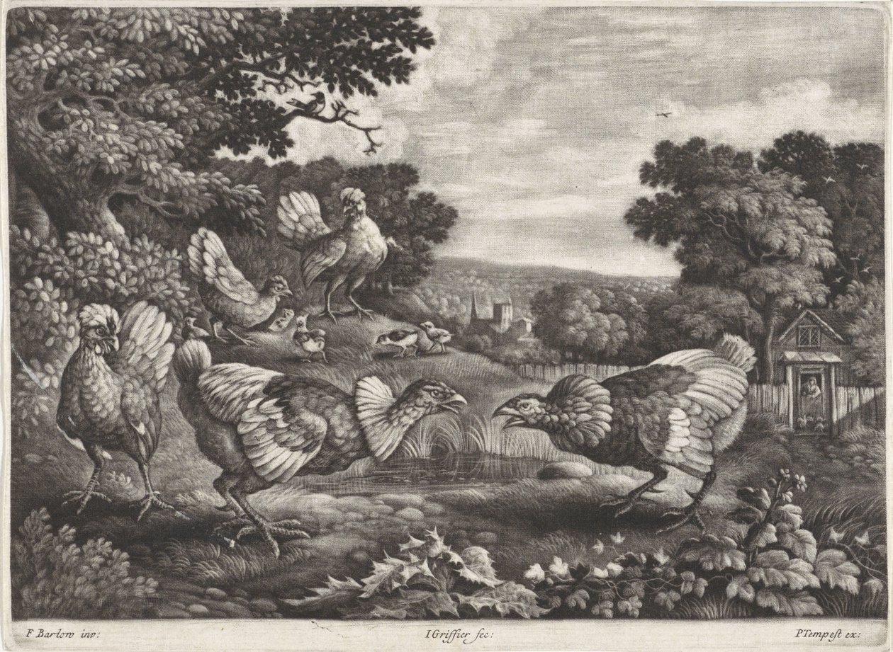 Poules combattantes - Jan Griffier (I)