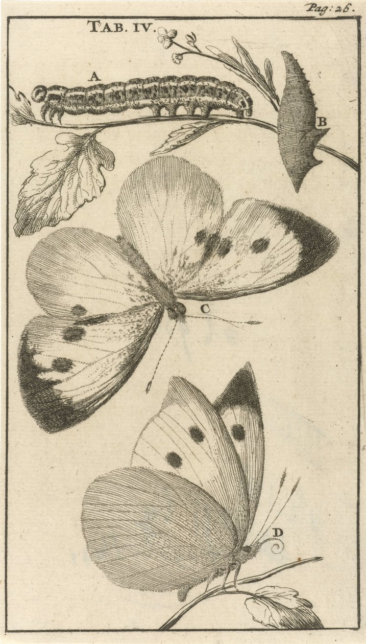 Chenilles, chrysalides et papillons IV - Jan Luyken