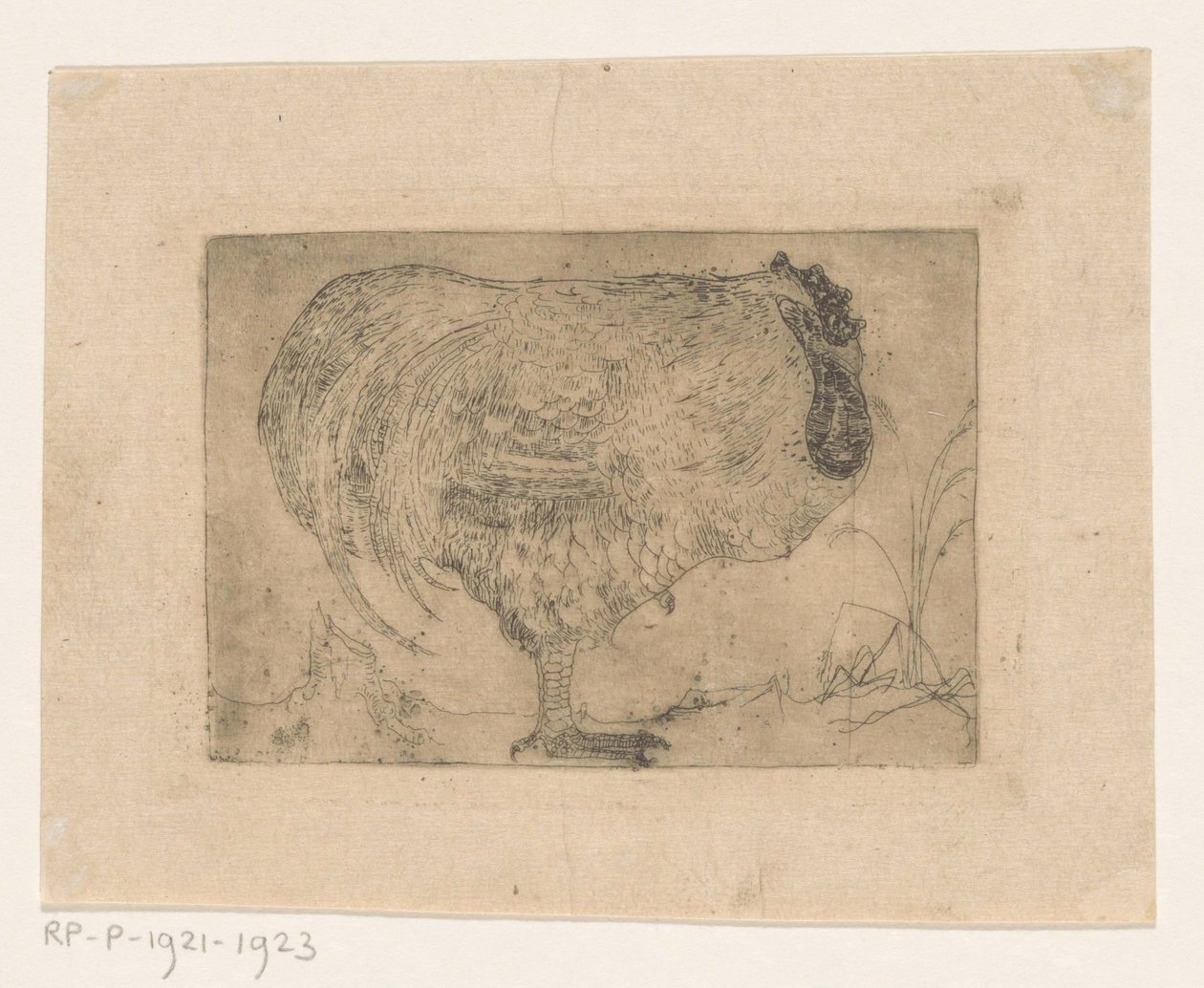 Coq recroquevillé - Jan Mankes