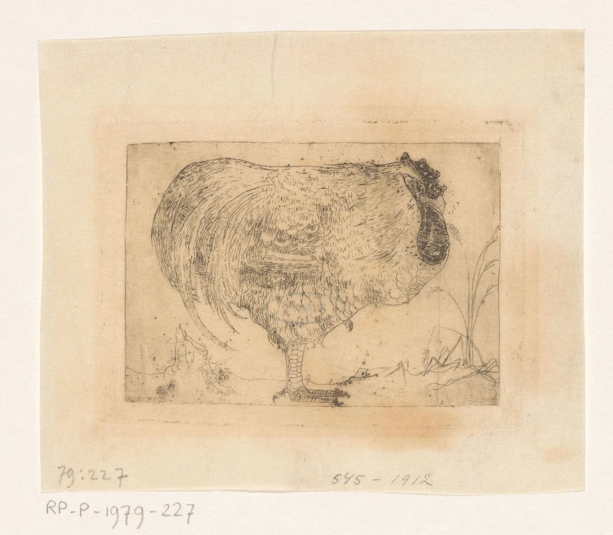 Coq recroquevillé - Jan Mankes