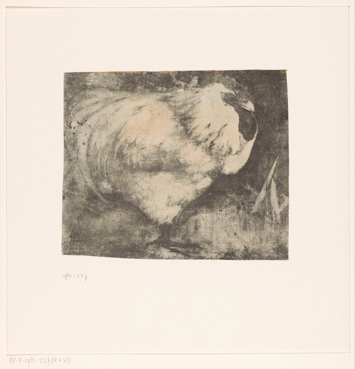 Coq recroquevillé - Jan Mankes