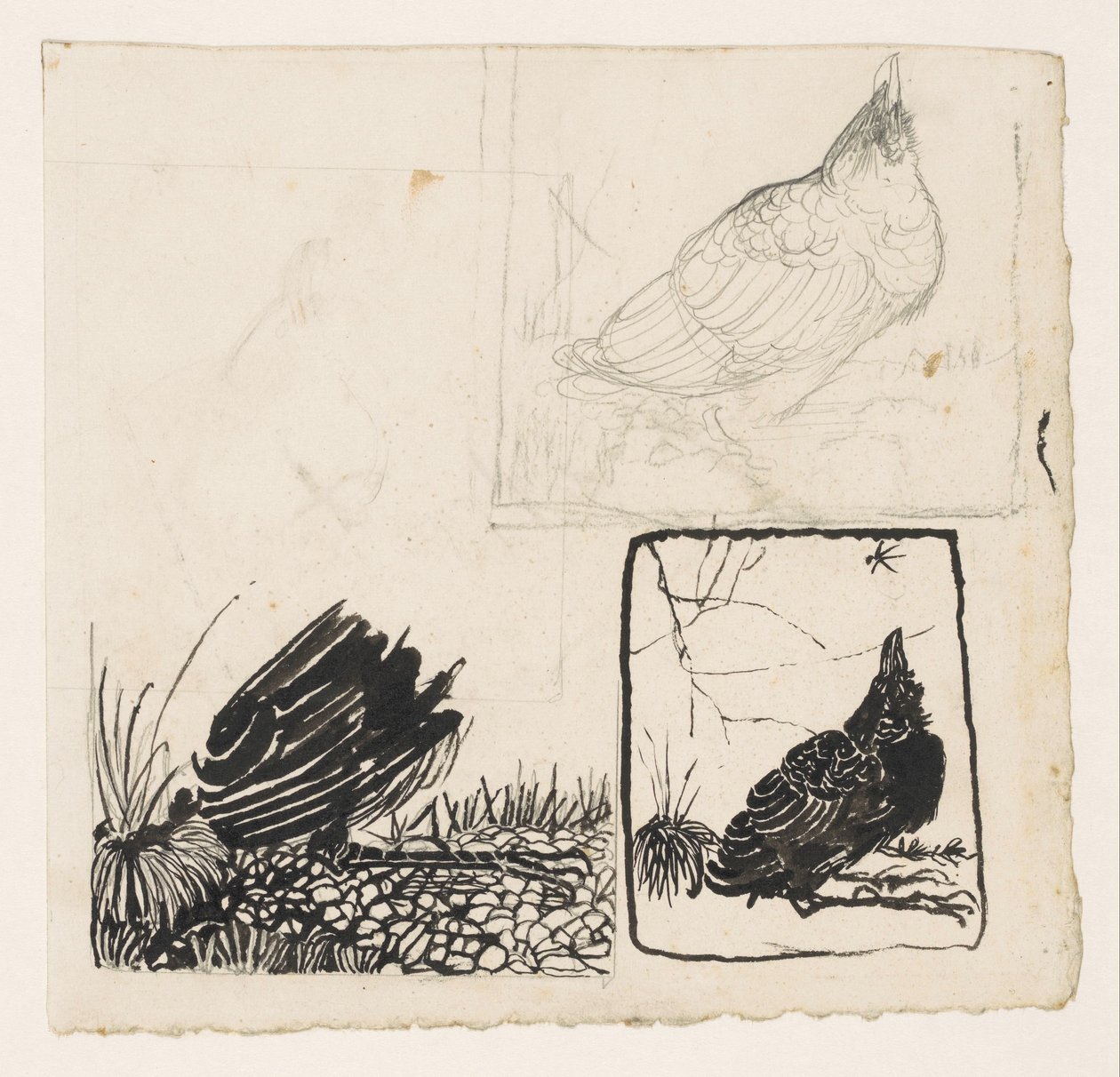 Corbeau regardant en haut vers un insecte - Jan Mankes