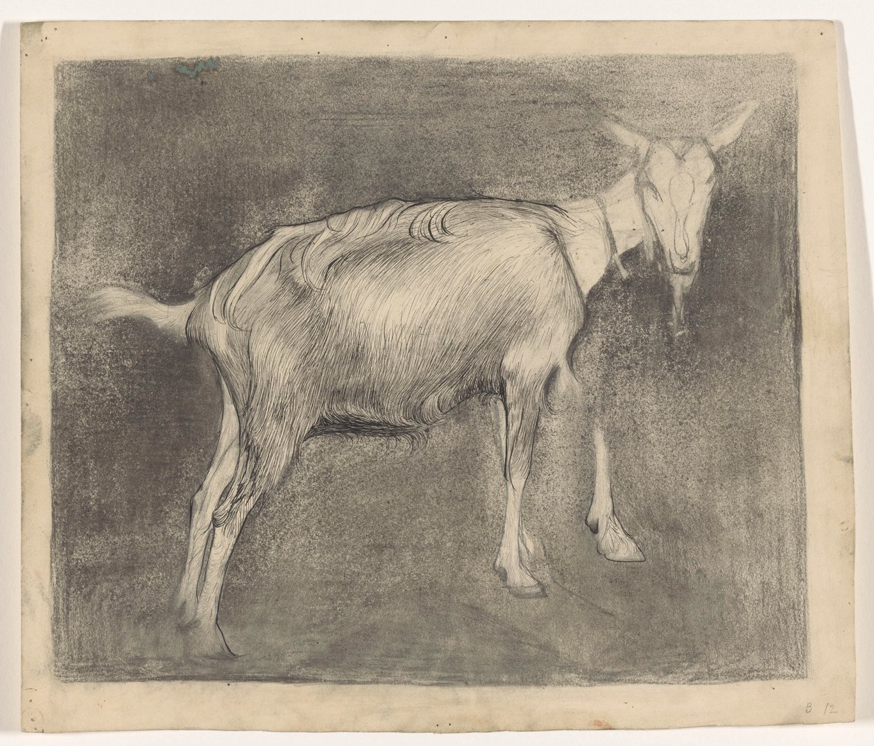 Chèvre debout - Jan Mankes