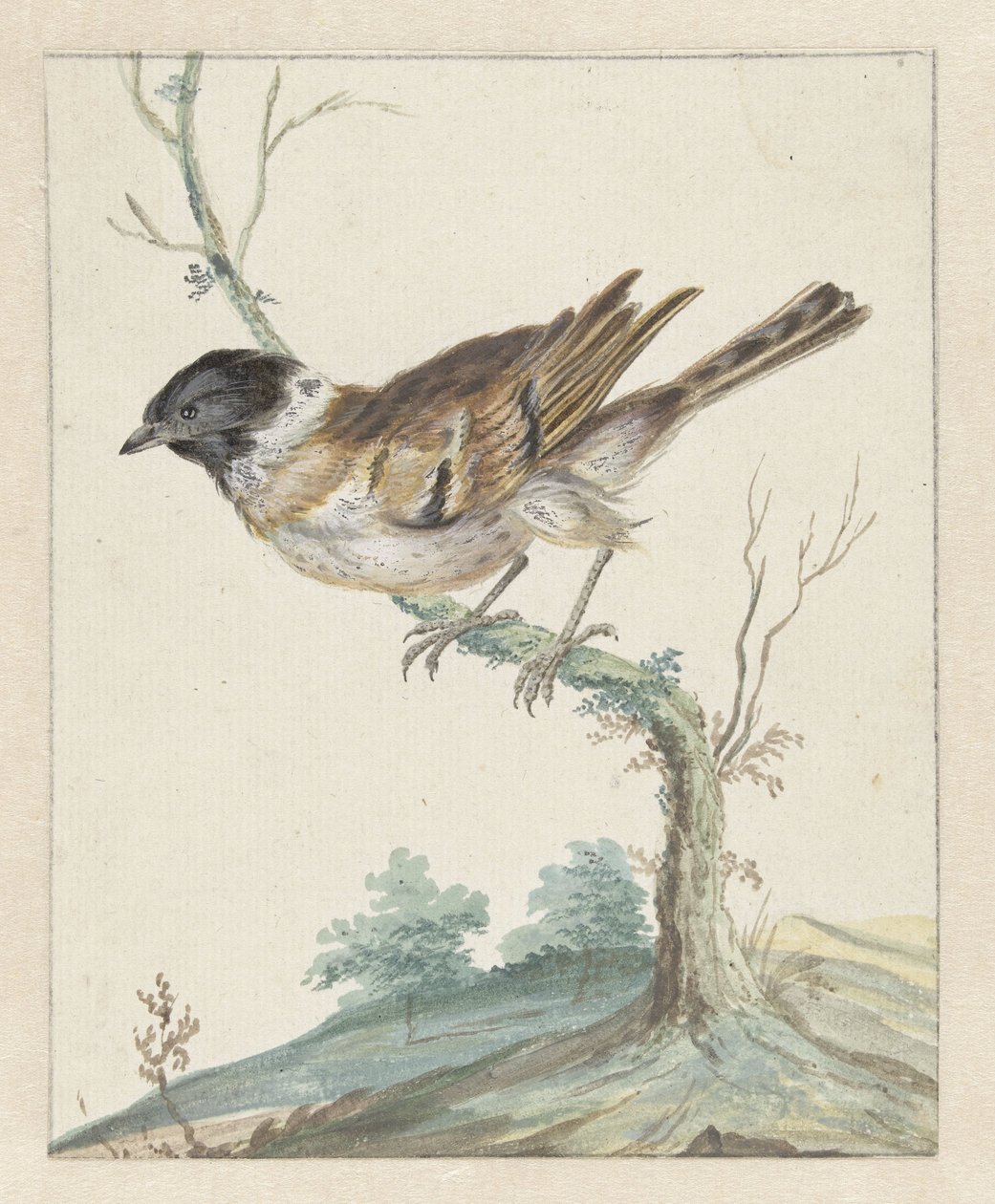 Bruant des roseaux (?) - Jan Baptist Weenix