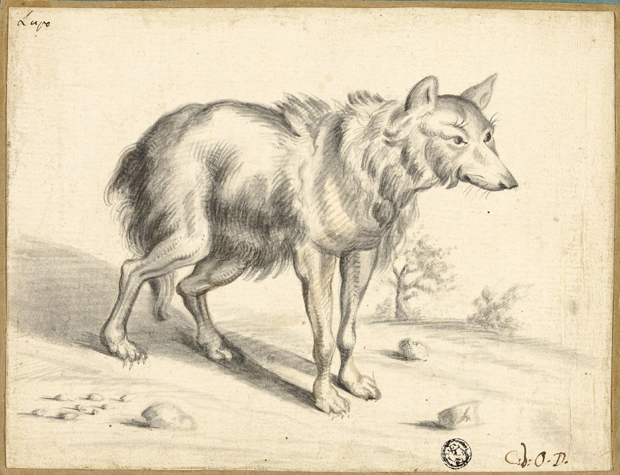 Loup - Jan van Os