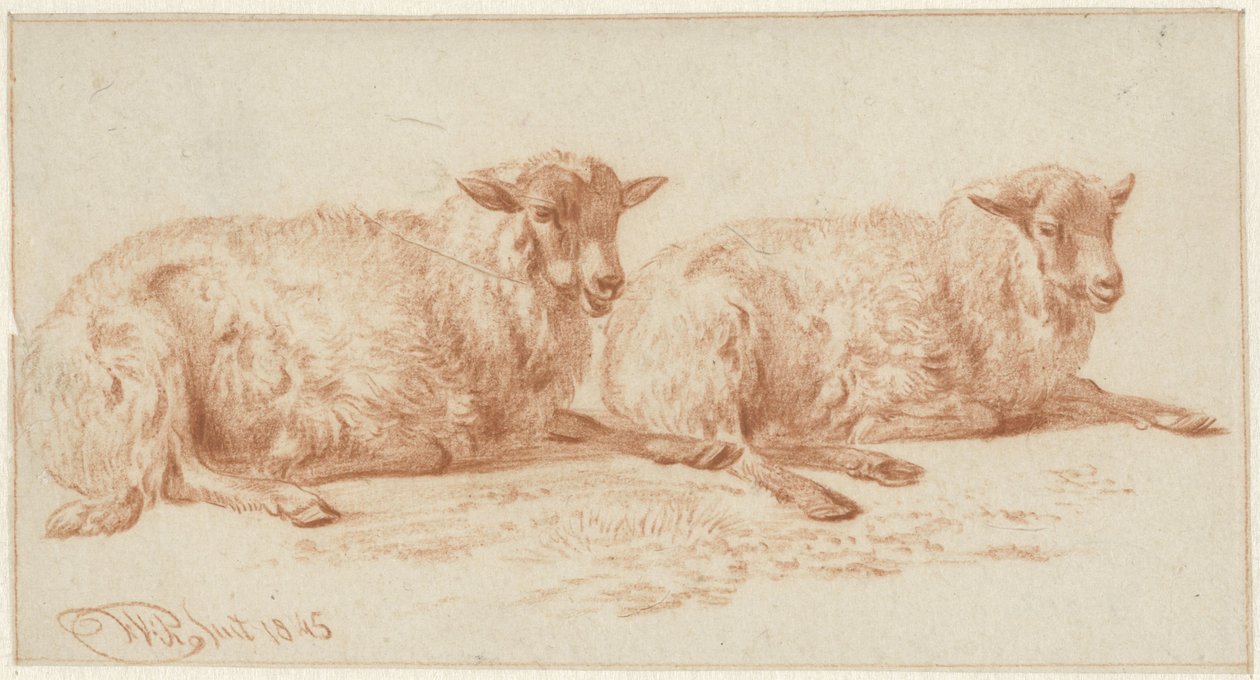 Étude de deux moutons couchés - Jan van Ravenswaay