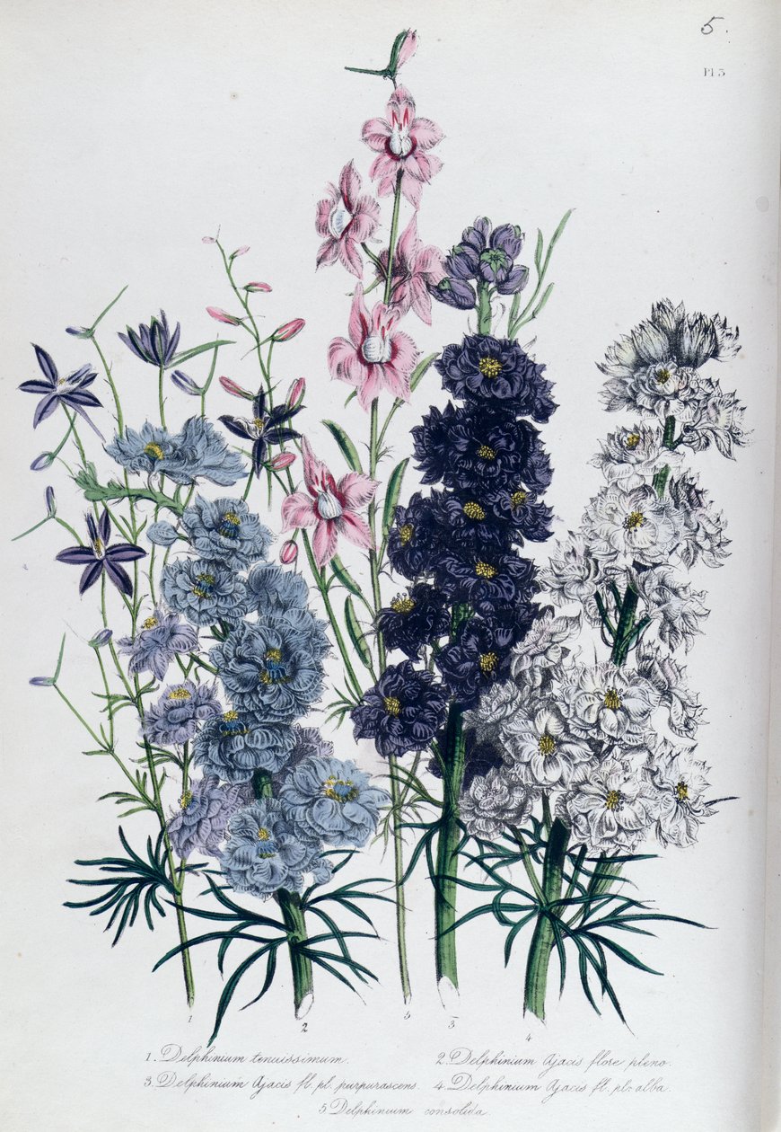 Delphiniums, planche 3 de 