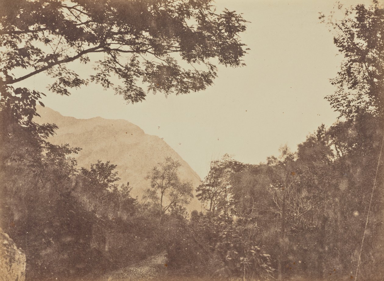Acacia, Como - Jane Martha St. John