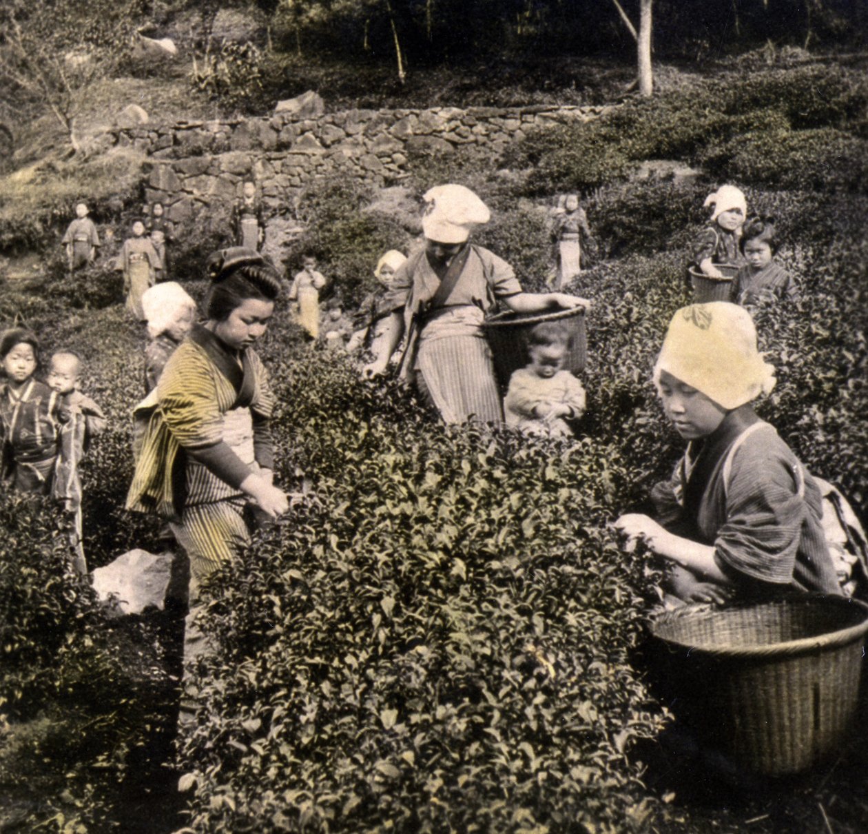 Cueillette du thé dans la province d
