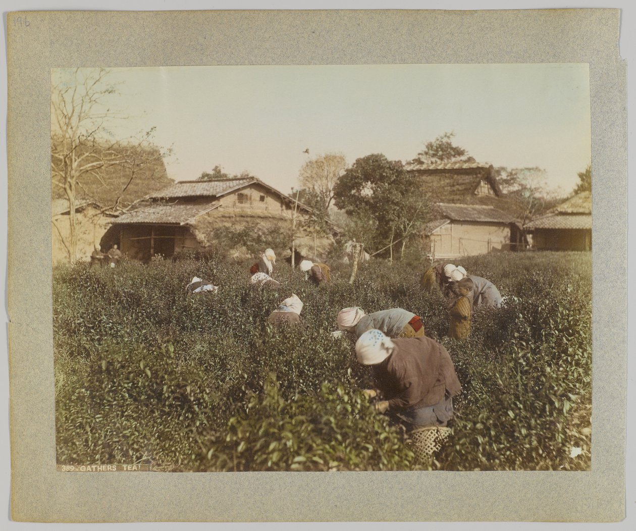 Cueillette du thé, Japon - Japanese Photographer