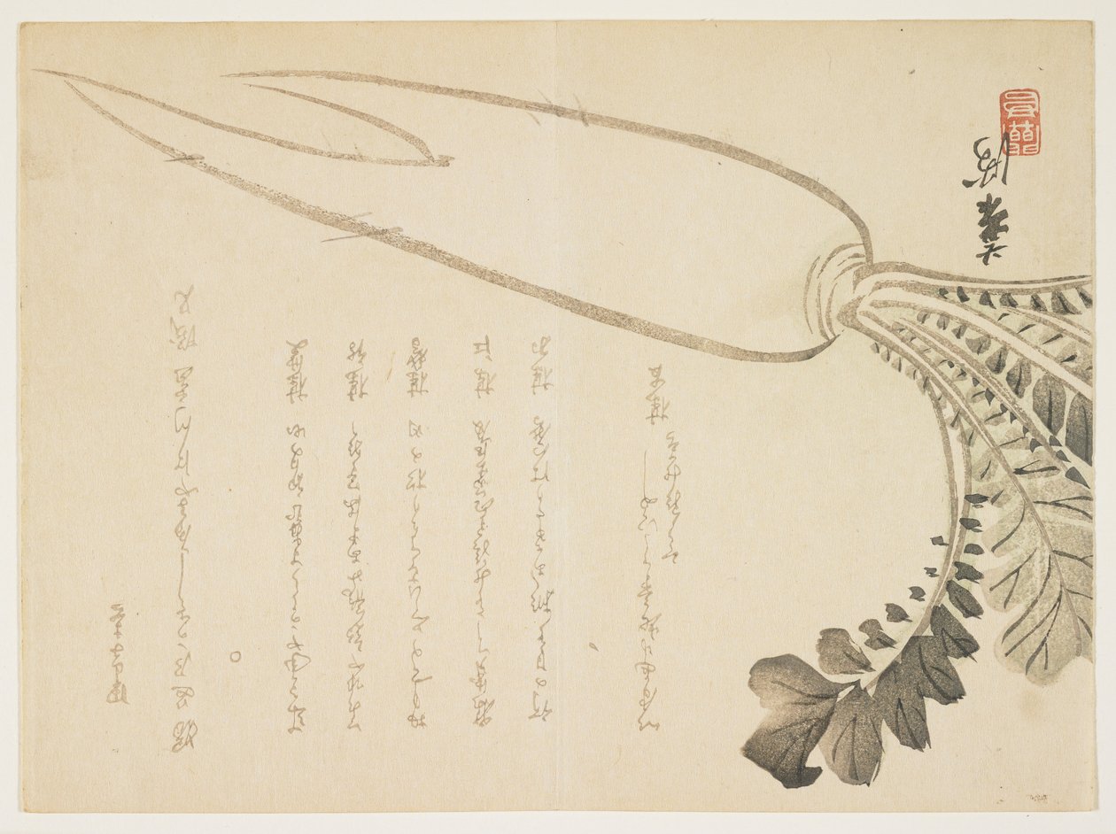 Radis Daikon, janvier 1864 - Japanese School