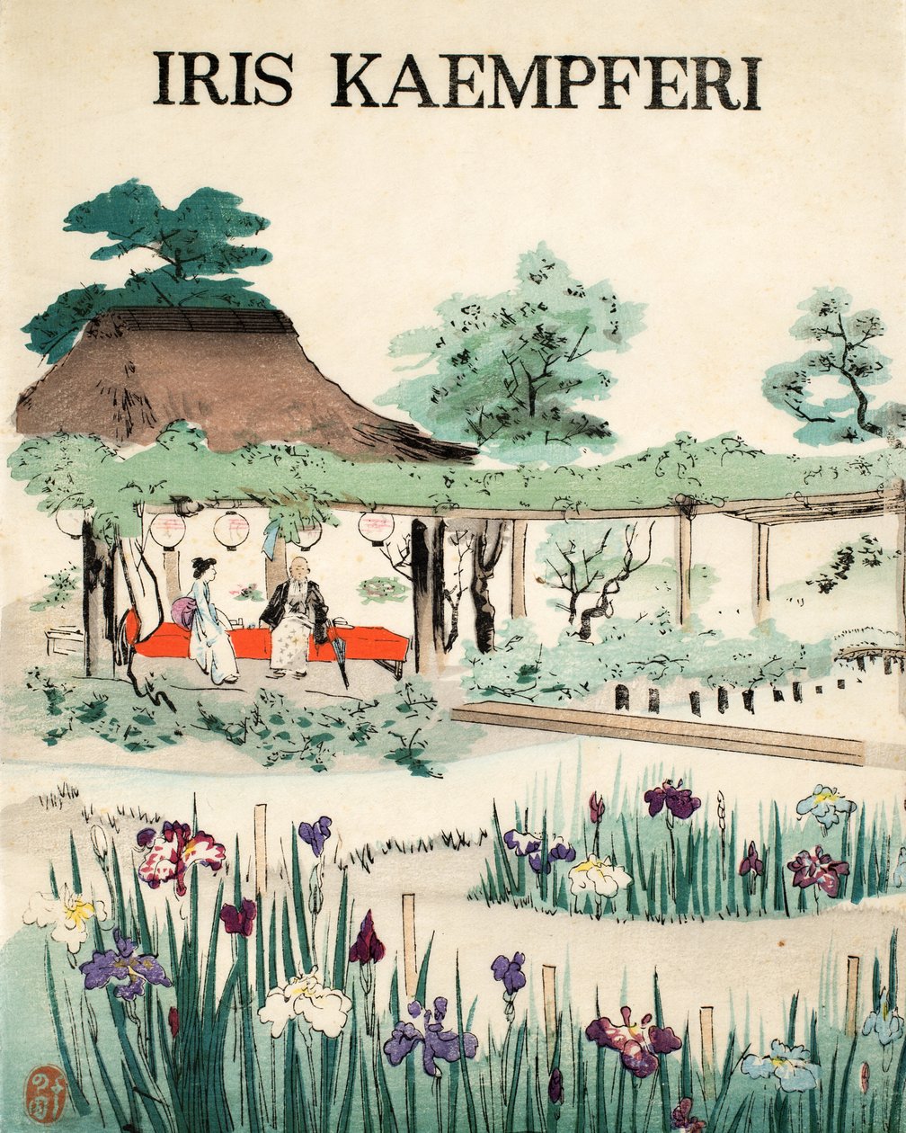 Iris Kaempferi - Couverture avant - Japanese School