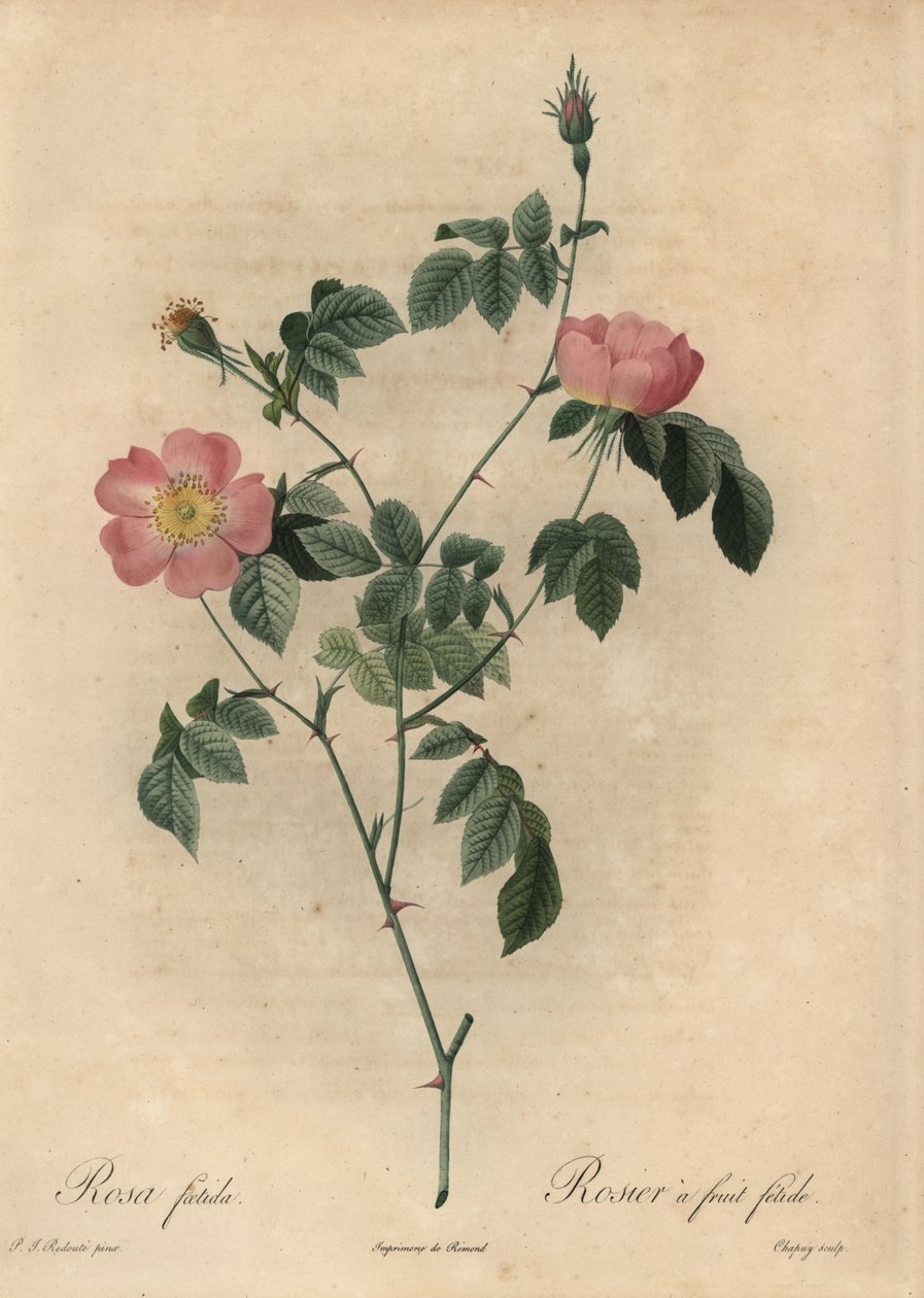 Rosa foetida, Rosier à fruit fétide - Jean Baptiste Chapuy