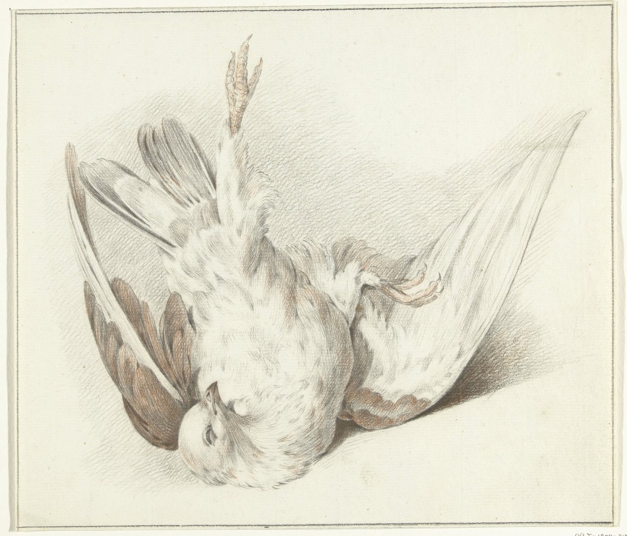 Pigeon mort - Jean Bernard