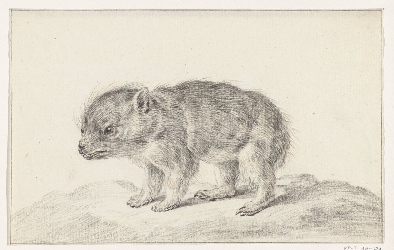Jeune ours (?) - Jean Bernard