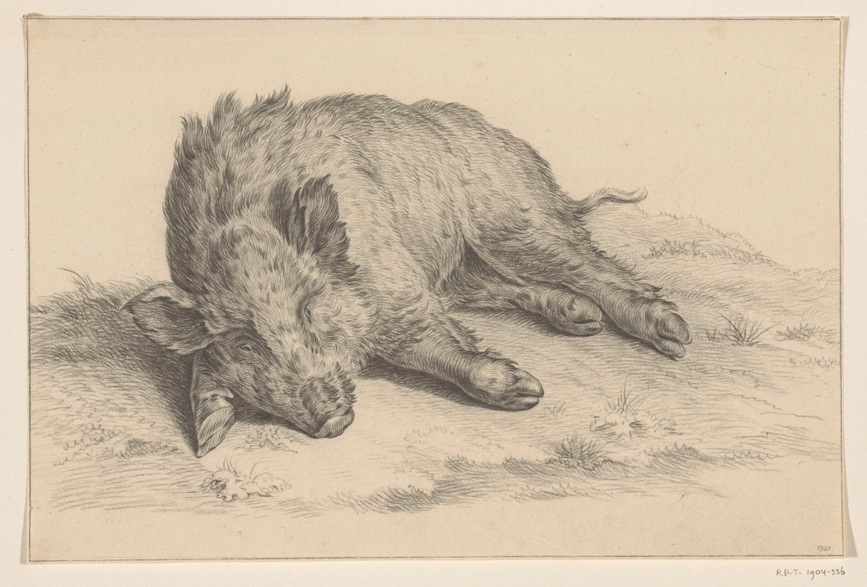 Sanglier couché - Jean Bernard