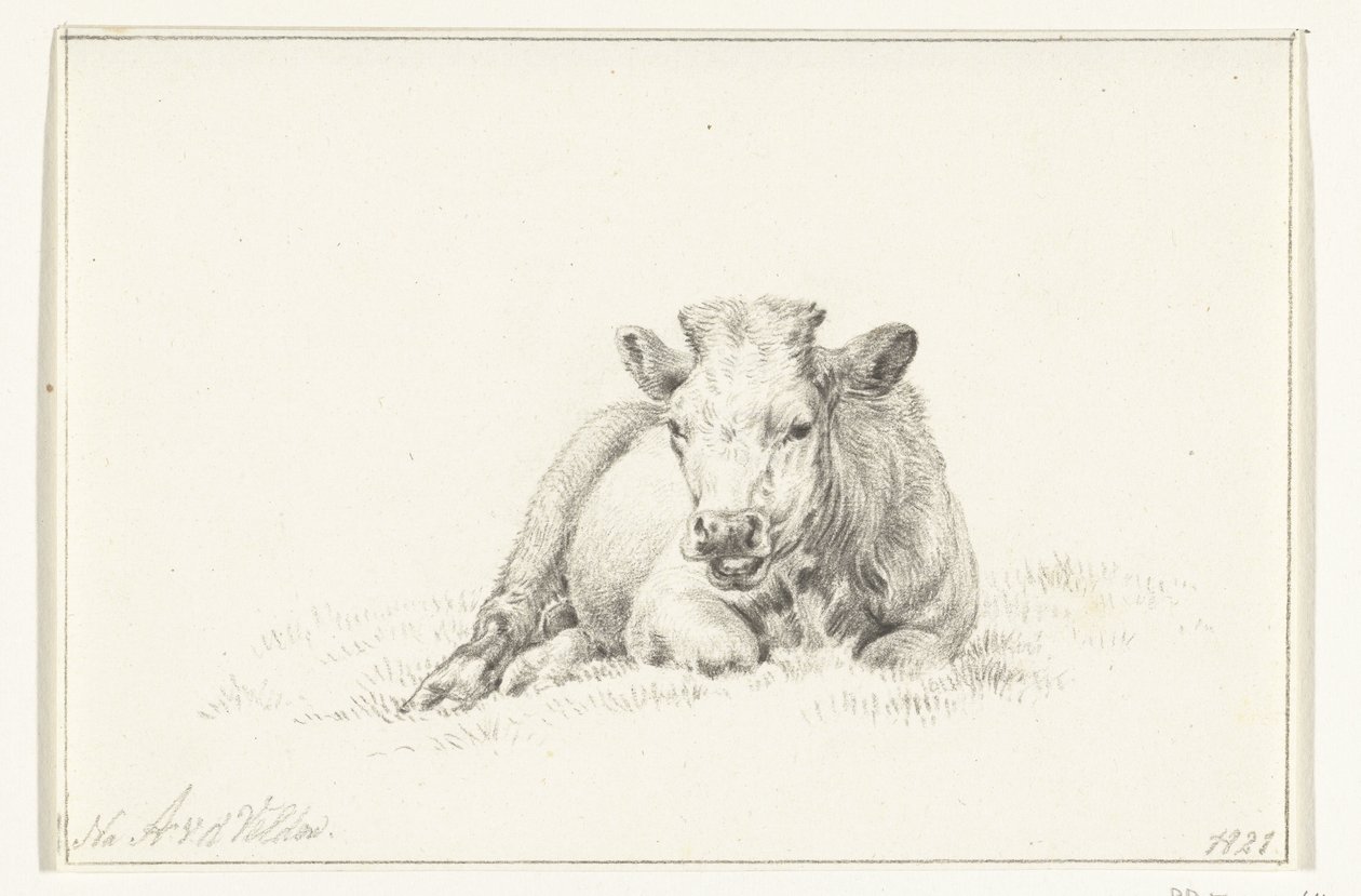 Vache couchée, de face - Jean Bernard