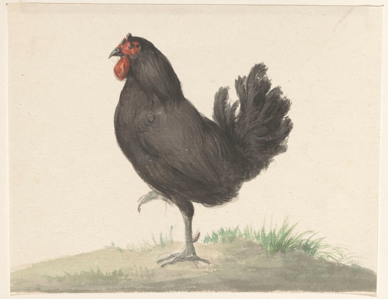 Poule noire debout - Jean Bernard