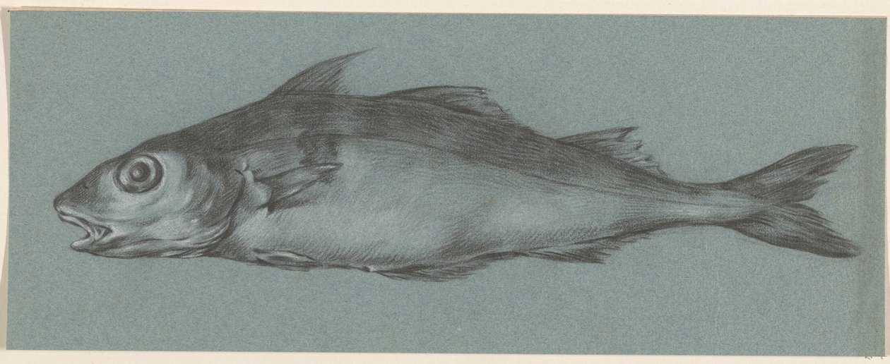 Poisson, vers la gauche - Jean Bernard