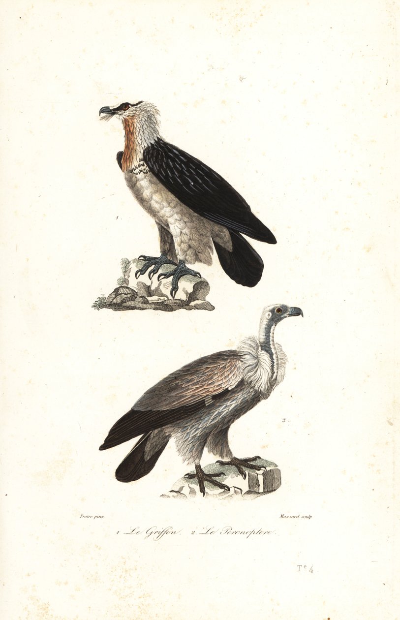 Gypaète barbu et griffon d