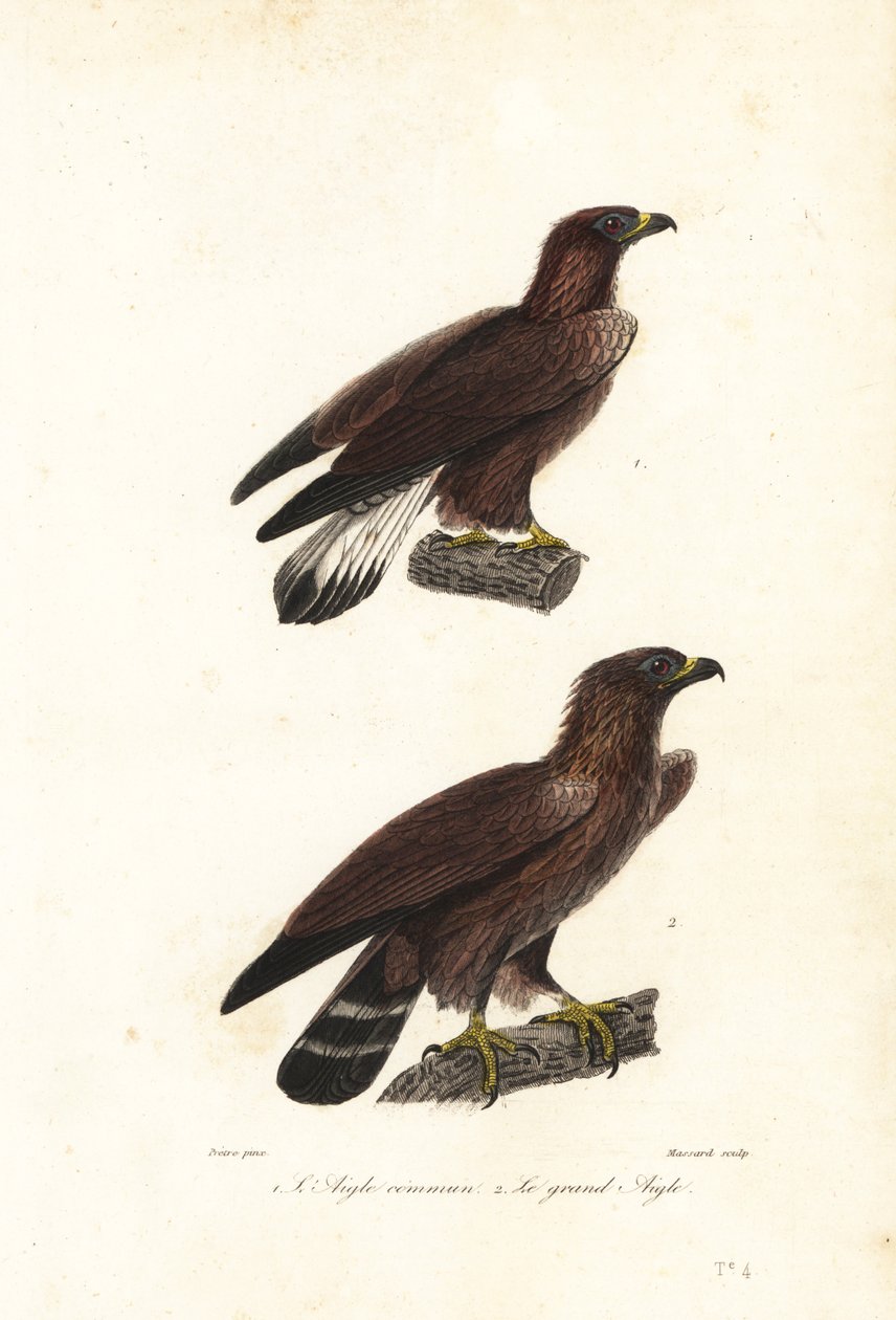 Aigle royal, Aquila chrysaetos - Jean Gabriel (after) Pretre