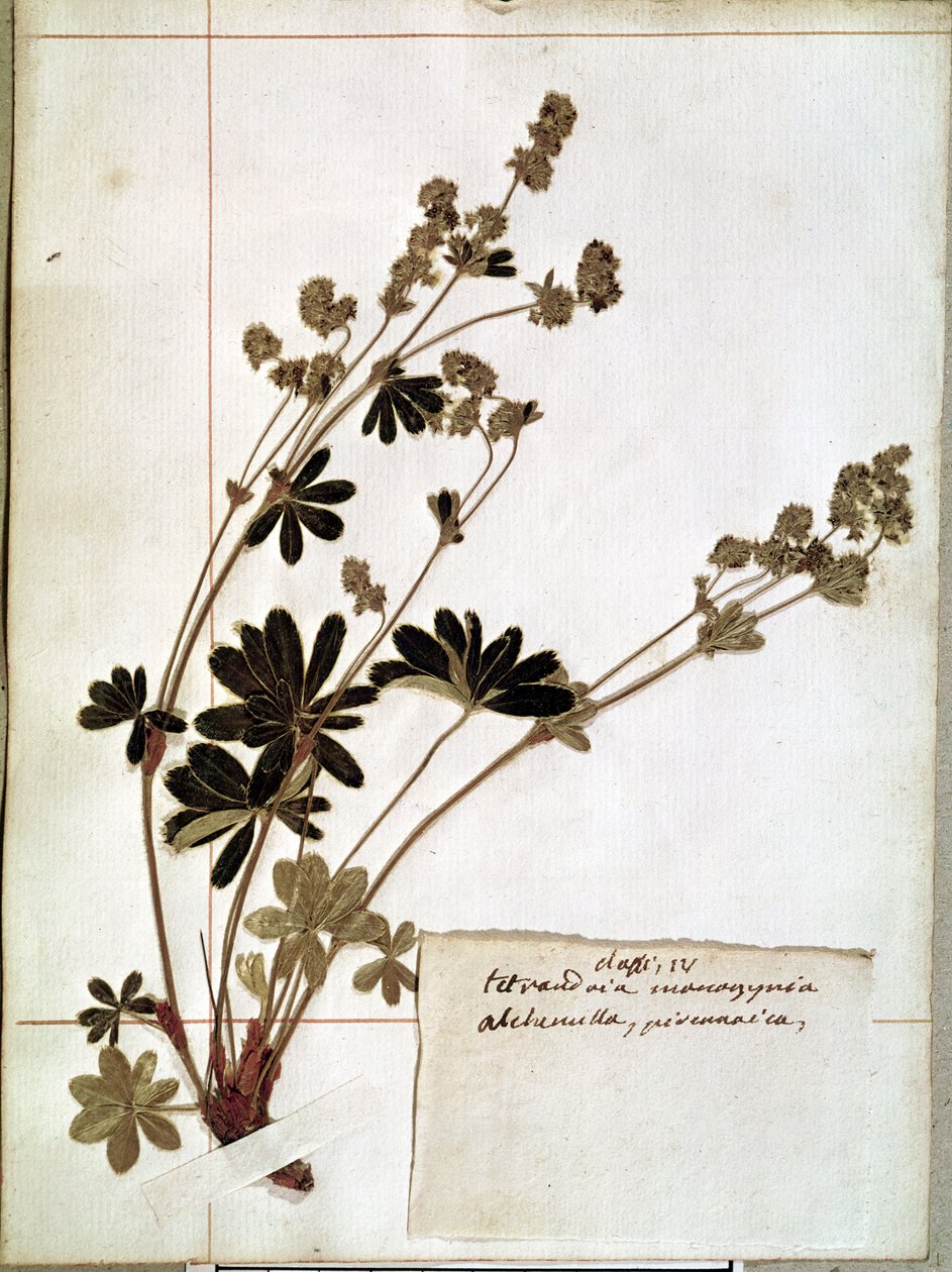 Alchemilla, d