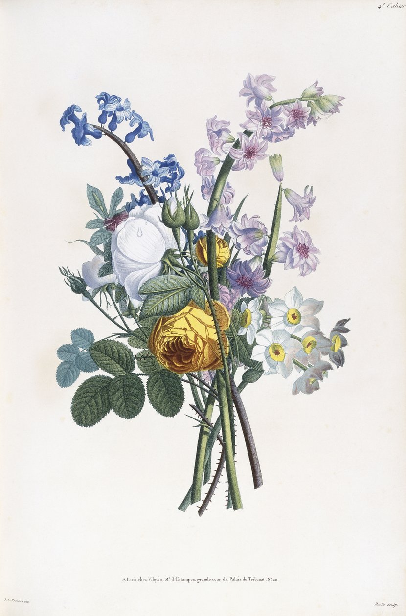 Narcisses, Rosa, Hyacinthe, 1805 - Jean Louis Prevost