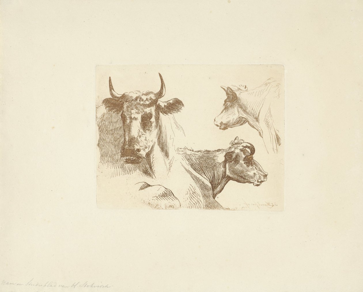 Trois têtes de vaches - Jean Zacherie Mazel