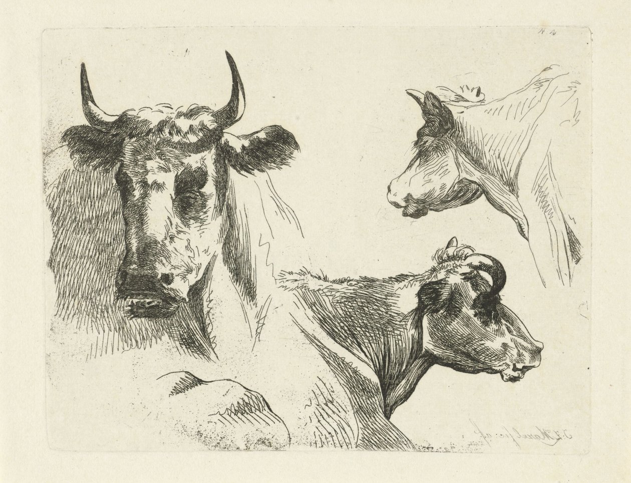 Trois têtes de vaches - Jean Zacherie Mazel
