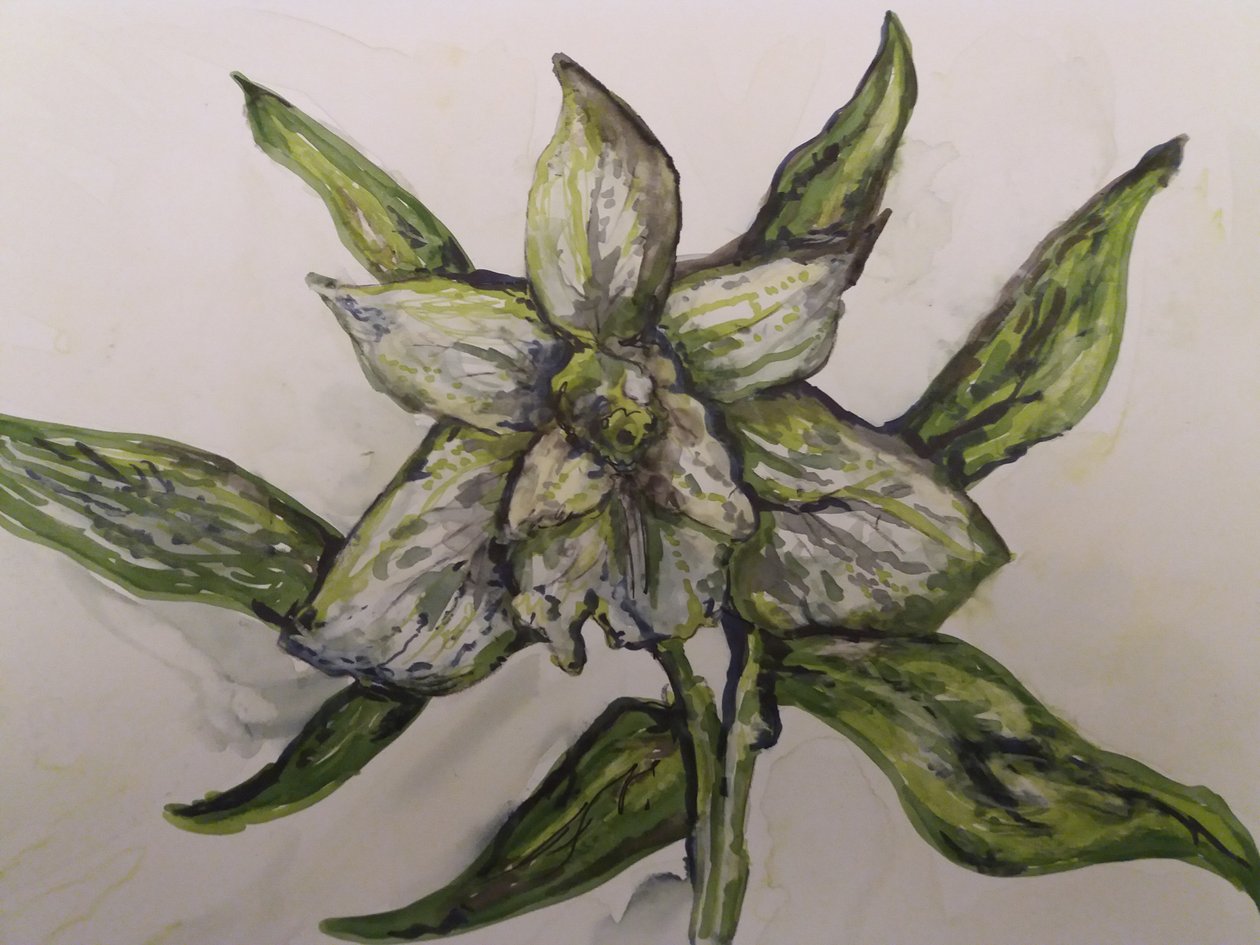 Orchidée verte - Jeannette Stein